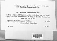 Aecidium hamamelidis image